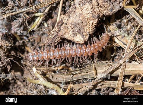  Brandt'sMillipede! A Curious Creature Hiding in Decaying Logs