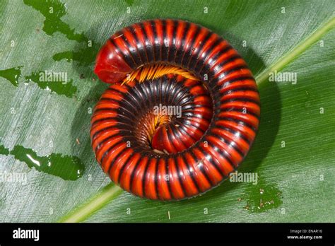  Giant Millipede: En rödbrun koloss med en förkärlek för ruttna löv och ett hem i jordens djup!