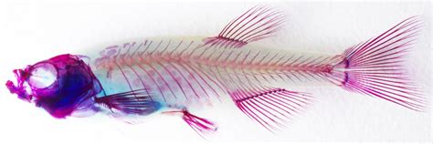  Zebrafish: En fascinerande fisk med ett skelett av ben som kan regenerera sin ryggkota!