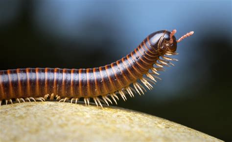  Diplopoda! Ett fascinerande djur som kombinerar det mystiska av underjorden med den vackra elegans av en levande juvel.