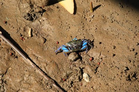  Fiddler Crab:  Denna lilla krabba med en gigantisk klo dansar sig genom livet!