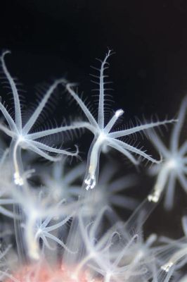 Nidaria! En bländande Hydrozoo med en förvånansvärt avancerad livsstil som ett levande exempel på naturens komplexitet och skönhet